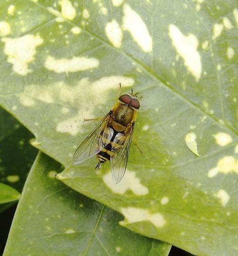 Syrphus ribesii