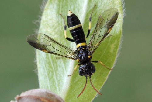 Allantus togatus