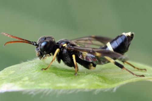 Allantus togatus
