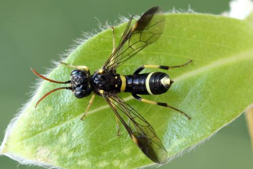 Allantus togatus
