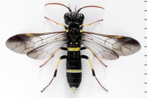 Allantus togatus