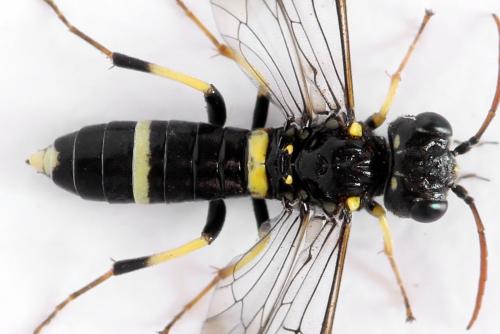 Allantus togatus