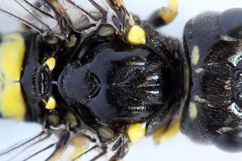 Allantus togatus