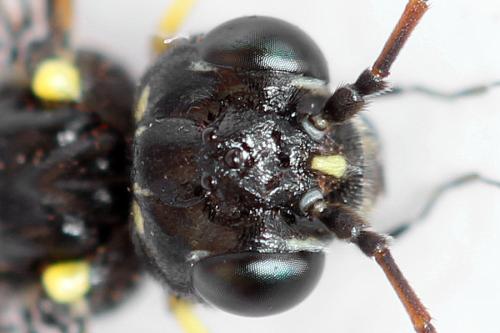 Allantus togatus