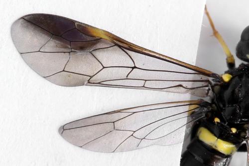 Allantus togatus