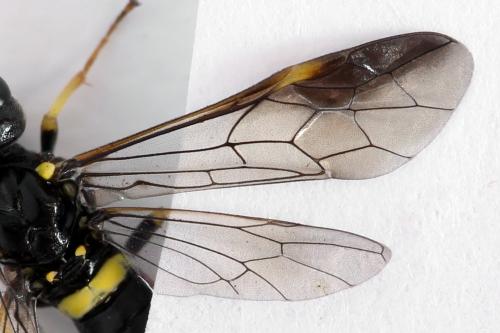 Allantus togatus