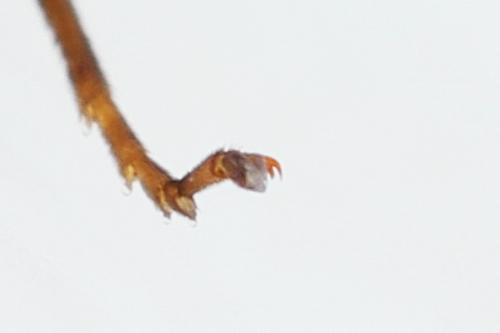 Allantus togatus
