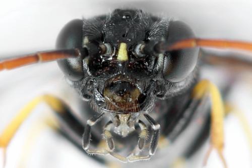 Allantus togatus