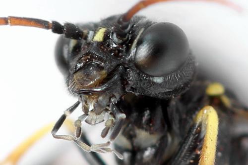 Allantus togatus