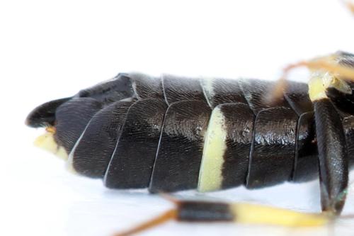 Allantus togatus