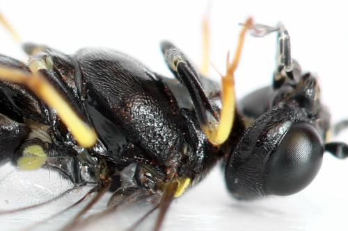 Allantus togatus