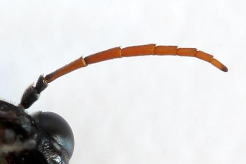 Allantus togatus