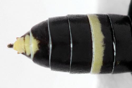 Allantus togatus
