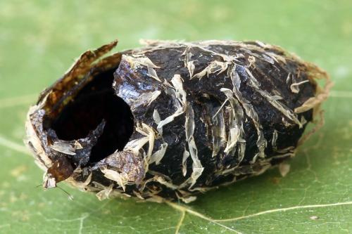 Abia nitens