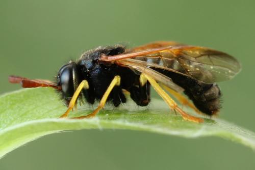Abia nitens