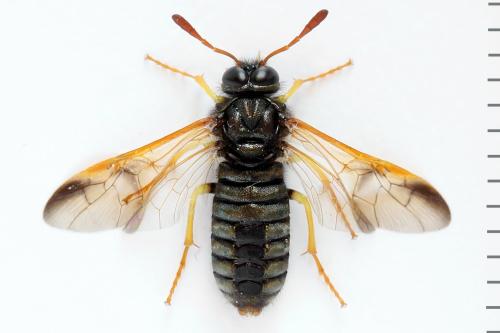 Abia nitens