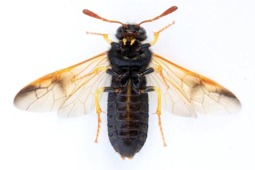 Abia nitens