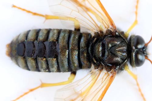 Abia nitens
