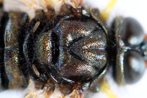 Abia nitens