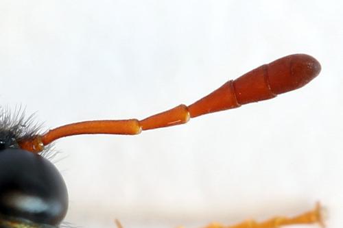 Abia nitens