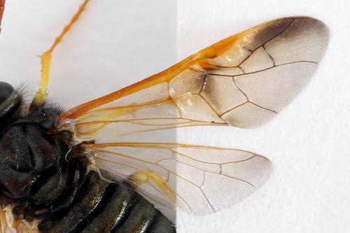 Abia nitens