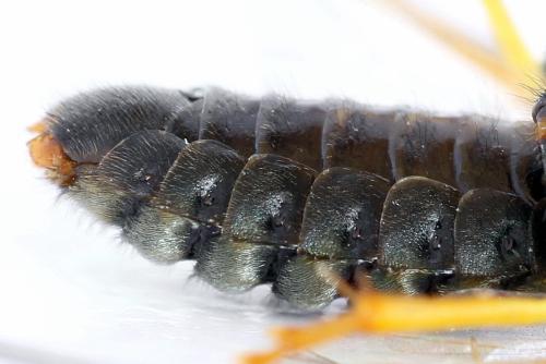 Abia nitens