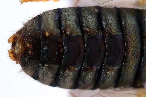 Abia nitens