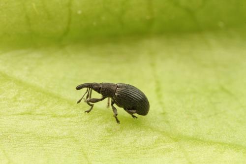 Réf. 300 624 : Aspidapion radiolus