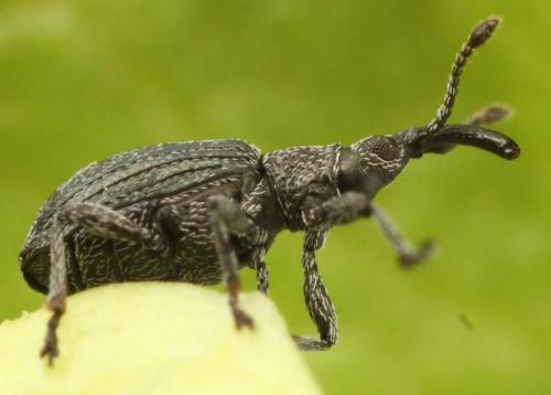 Réf. 300 630 : Ceratapion gibbirostre