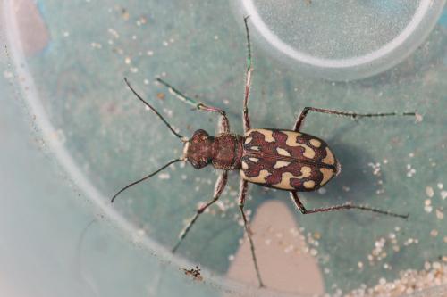 Réf. 300 257 : Lophyra flexuosa
