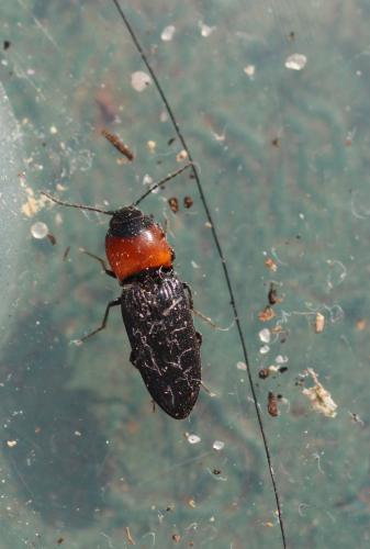 Cardiophorus ruficollis