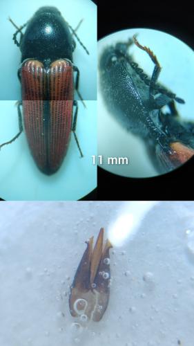 Ampedus pomonae