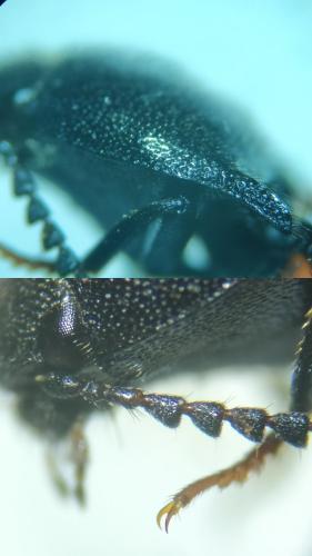 Ampedus pomonae
