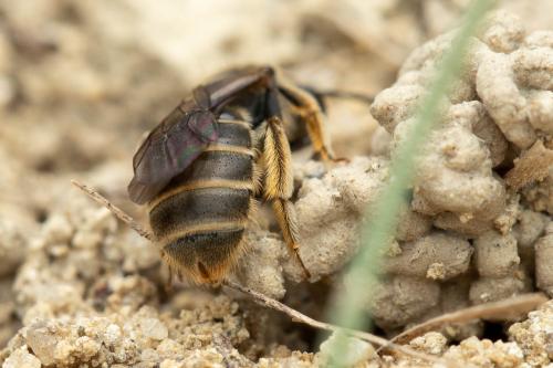Lasioglossum sp.