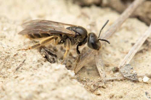 Lasioglossum sp.