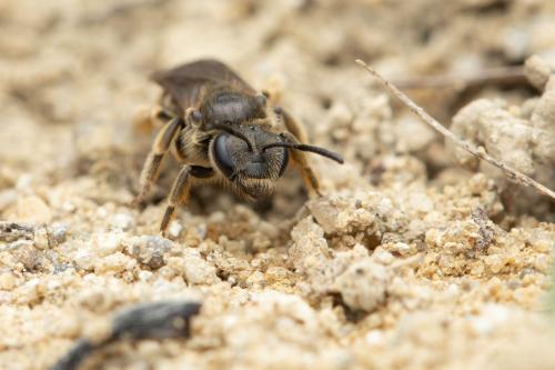Réf. 300 482 : Lasioglossum sp.