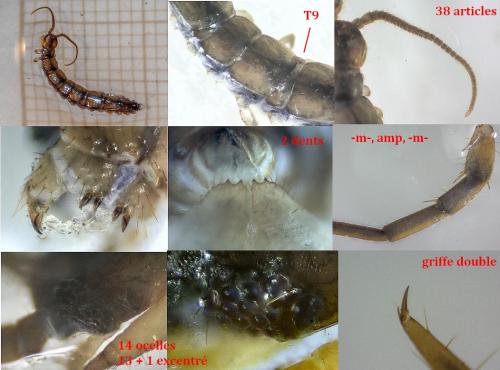 Lithobius steffeni