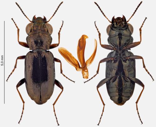 Réf. 300 678 : Notiophilus rufipes