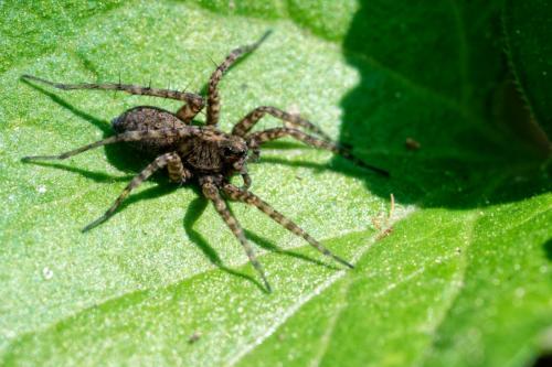 Pardosa sp.