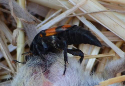 Nicrophorus sepultor