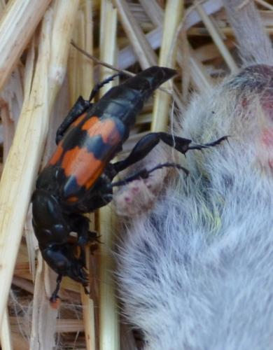 Réf. 300 819 : Nicrophorus sp.