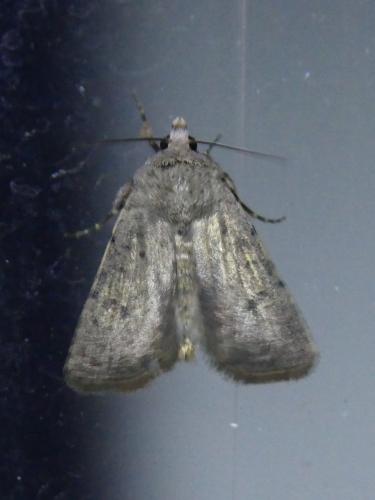 Réf. 300 803 : Caradrina sp.