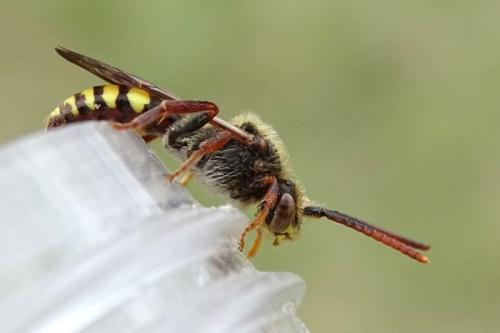 Nomada sp.