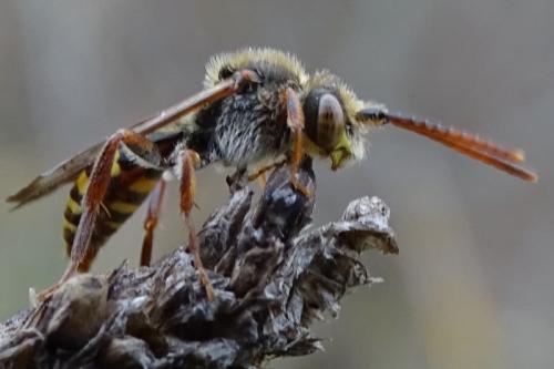 Réf. 300 355 : Nomada sp.