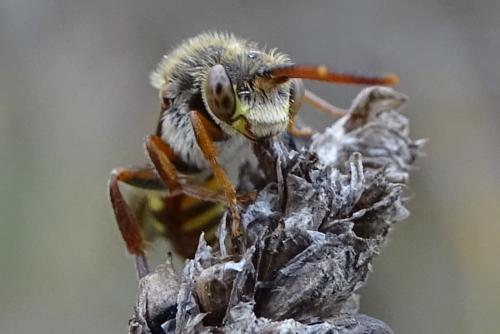 Nomada sp.