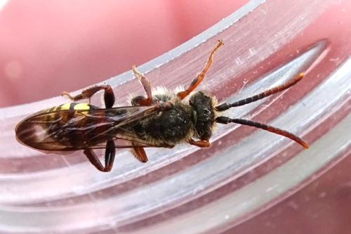 Nomada sp.