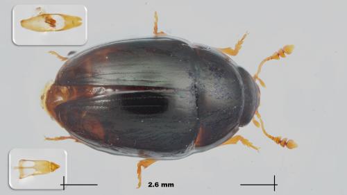 Réf. 300 703 : Olibrus sp.