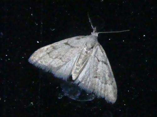 Réf. 300 859 : Nola thymula