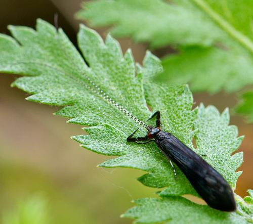 Réf. 300 488 : Mystacides azureus