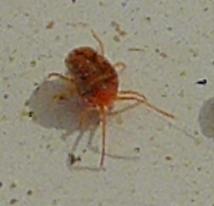 Réf. 300 335 : Bryobia sp.